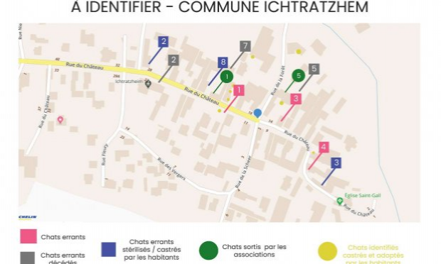 Petition : Les chats 