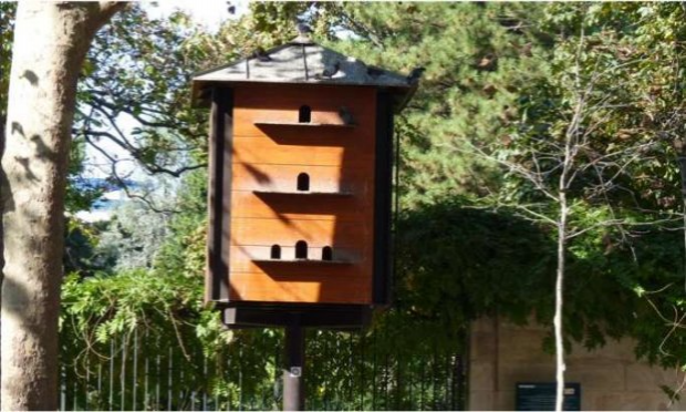 Petition : NON au MASSACRE de Pigeons à Asnieres sur Seine (92600)