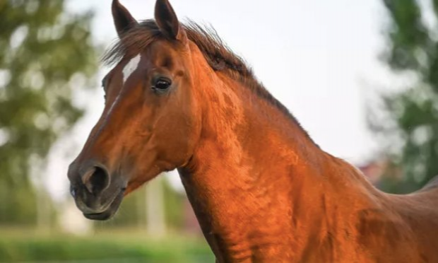 Petition : Chevaux, bovins mutilés en France : déploiement de l'armée dans les campagnes et fermeture des sites sataniques sur les réseaux sociaux