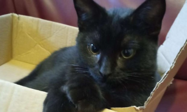 Petition : Les chats 