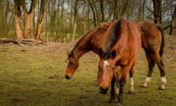 Petition : Chevaux, bovins mutilés en France : déploiement de l'armée dans les campagnes et fermeture des sites sataniques sur les réseaux sociaux