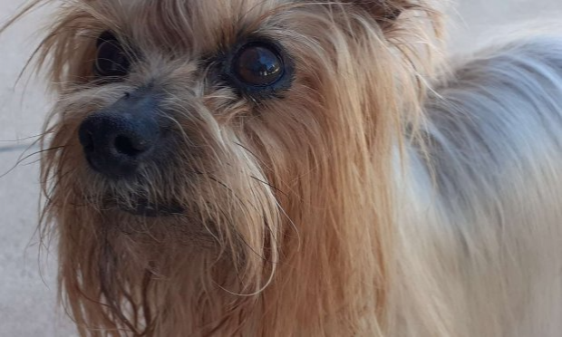 Petition : Loi contre l'abandon et la maltraitance animale