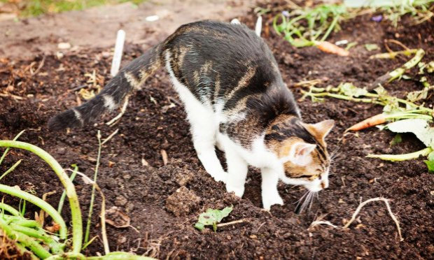 Petition : NON À LA DIVAGATION DES CHATS IDENTIFIÉS