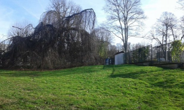 Petition : La Roseraie de l'Haÿ-les-Roses en danger !