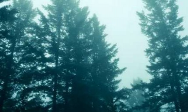Petition : POUR une POLITIQUE de REBOISEMENT de la PLANETE