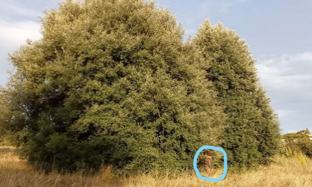 Petition : Le 14 Novembre 2020 il sera trop tard : aidez-nous à sauver les arbres et haies de St-Jean