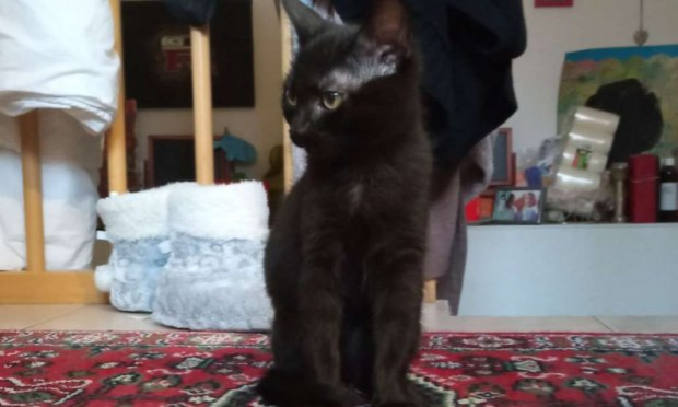 Petition : Les chats 