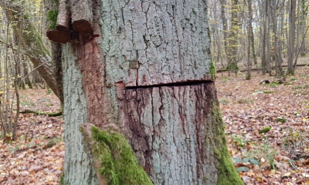 Petition : Ecocide zone humide sauvage
