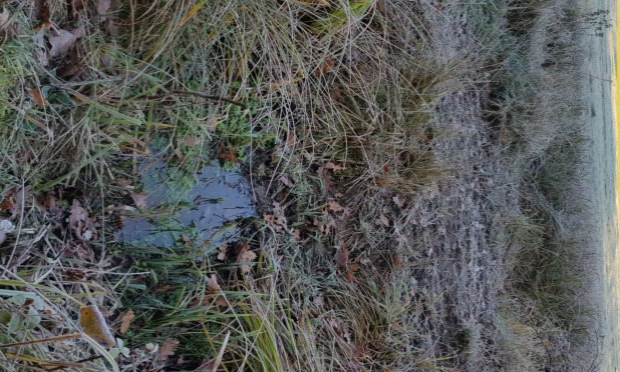 Petition : Ecocide zone humide sauvage