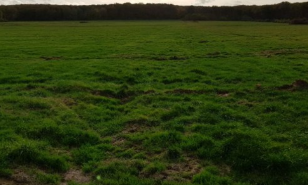 Petition : Ecocide zone humide sauvage