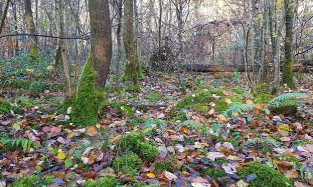 Petition : Ecocide zone humide sauvage