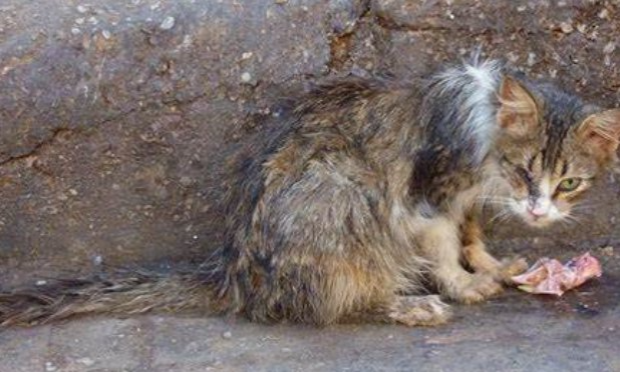 Petition : Enquêter sur la disparition des chats abandonnés, perdus, errants de la ville, et le gazage des pigeons !