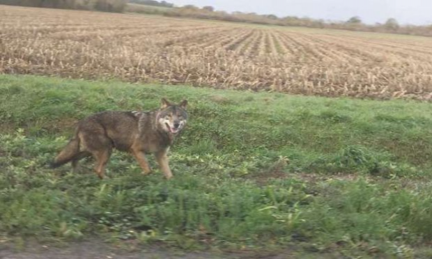 Petition : NON à l'abattage du loup ordonné par la préfecture de Charente-Maritime le 04/12/2020 : espèce protégée par la convention de Berne depuis 1979