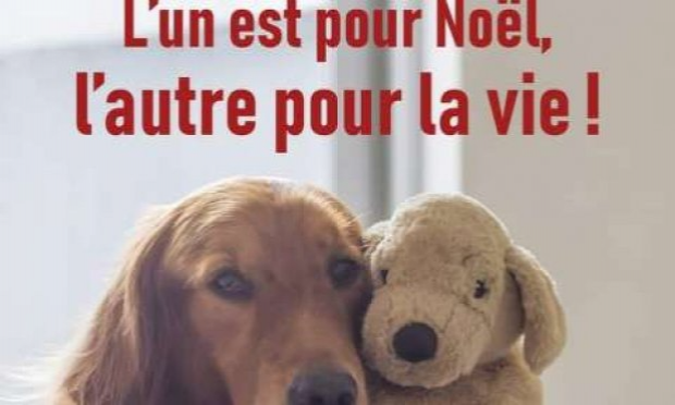 Petition : En marche vers une évolution radicale des droits des animaux en France