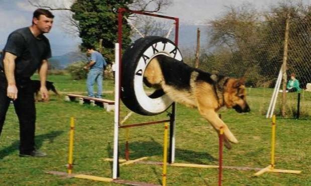 Petition : L'éducation canine, un devoir pour les propriétaires de chiens