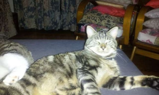 Petition : Lutte pour un registre animalier aux Mairies