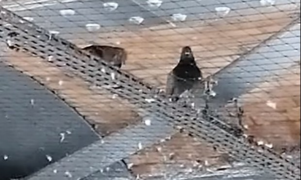 Petition : On demande à la SNCF d'arrêter d'investir dans la maltraitance animale.