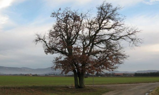 Petition : Halte à la destruction systématique de nos forêts alluviales