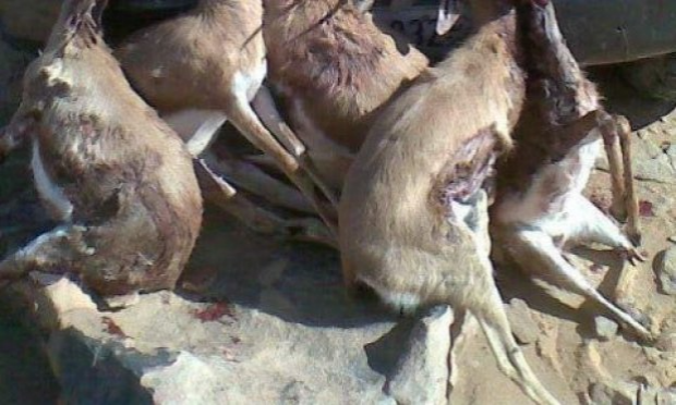 Petition : Braconnage des espèces protégées