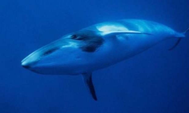 Petition : Sauvons la baleine de Minke coincée par des filets de pêche au Japon depuis 12 jours!