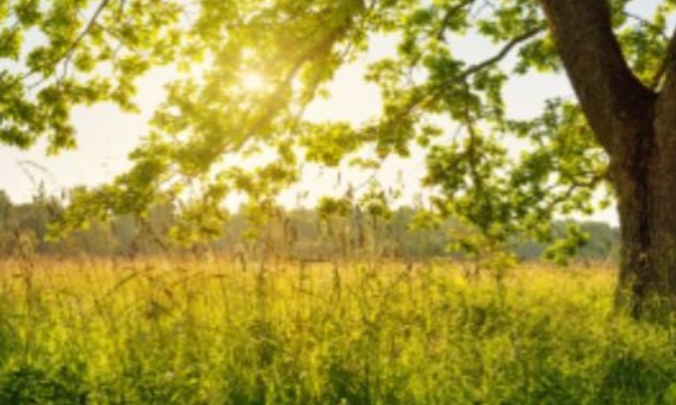 Petition : Protégeons nos arbres et nos forêts de Haute-Marne !
