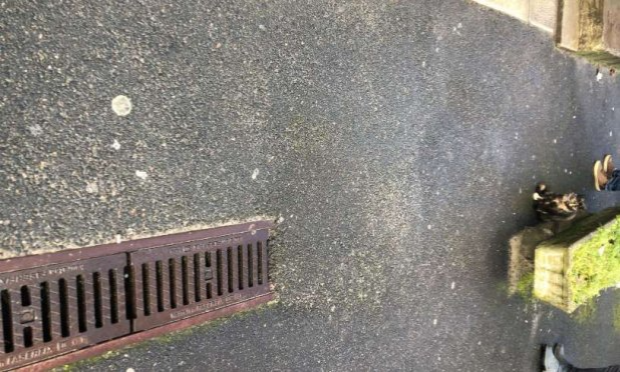 Petition : Sauver une chatte qui vit dans une bouche d'égout !