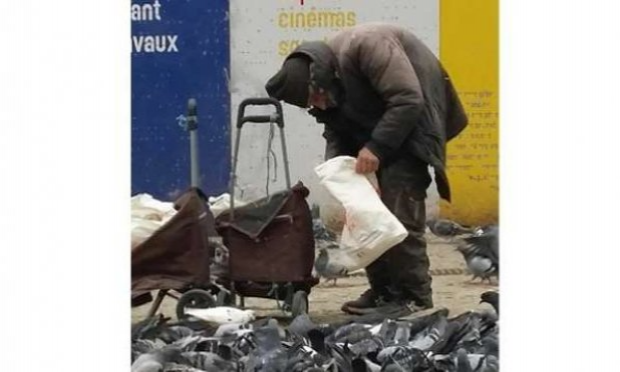 Petition : Paris : Hordes de pigeons affamés et d'autres espèces d'oiseaux survivants.
