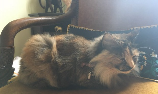 Petition : Sauver une chatte qui vit dans une bouche d'égout !