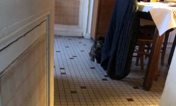 Petition : Sauver une chatte qui vit dans une bouche d'égout !