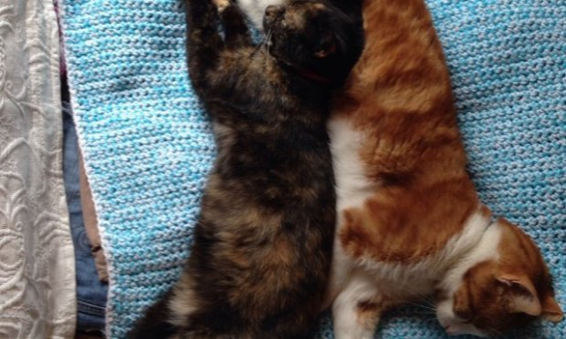 Petition : Enquête approfondie sur la disparition de chats à Granville