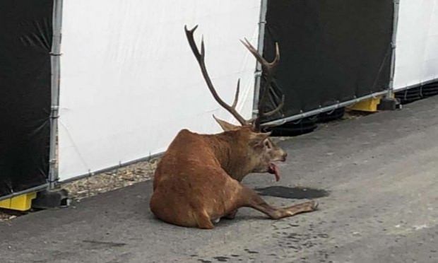 Petition : INTERDICTION DE LA CHASSE À COURRE ET DE LA CHASSE TOUT COURT