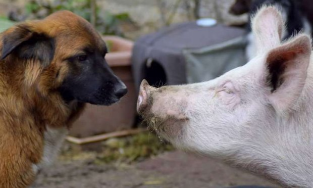 Petition : Sauvons la Cour des Aulnays !