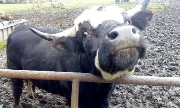 Petition : LA FERME DE L'HORREUR