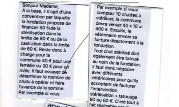 Petition : Sauver une chatte qui vit dans une bouche d'égout !