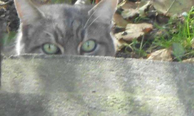 Petition : Arrêtez d'abandonner et laisser mourir de soif et de faim les chats (chiens) de Dubaï dans le désert // Stopp dem Aussetzen in der Wüste und dem vor Durst und Hunger sterbenden Katzen und Hunden