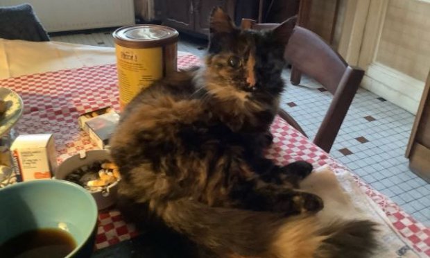 Petition : Sauver une chatte qui vit dans une bouche d'égout !