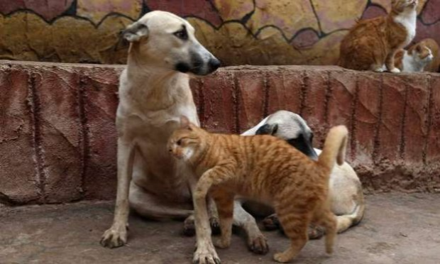 Petition : En marche vers une évolution radicale des droits des animaux en France
