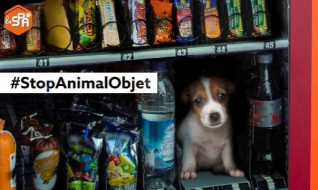 Petition : Pour que l'animal obtienne le statut juridique de 