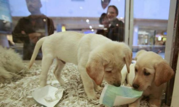 Petition : POUR L'INSTAURATION DU PERMIS DE DÉTENTION DE CHATS ET DE CHIENS