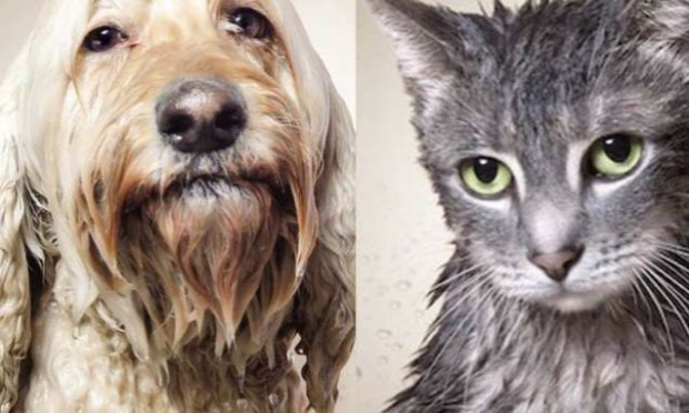 Petition : AIR FRANCE freine délibérément le rapatriement des animaux des DROM (départements et régions d'outre-mer) sauvés par les associations.