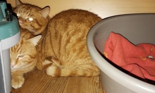 Petition : S.O.S CHATS DANS DES CLAPIERS