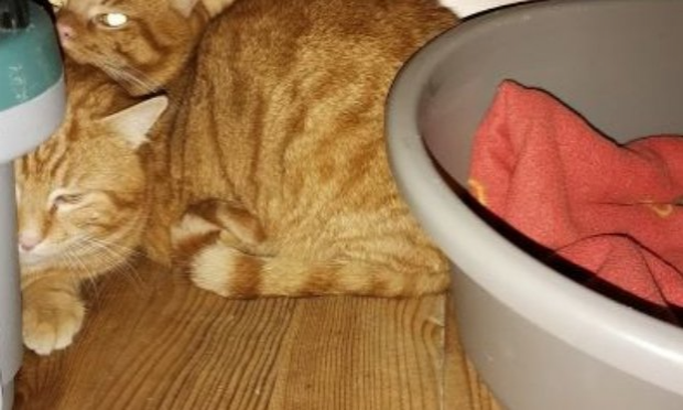 Petition : S.O.S CHATS DANS DES CLAPIERS
