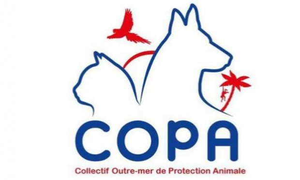 Petition : AIR FRANCE freine délibérément le rapatriement des animaux des DROM (départements et régions d'outre-mer) sauvés par les associations.