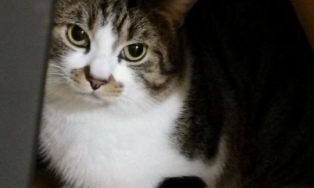 Petition : S.O.S CHATS DANS DES CLAPIERS