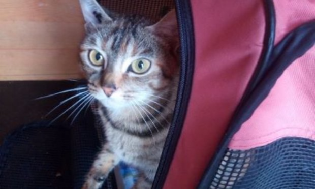 Petition : S.O.S CHATS DANS DES CLAPIERS