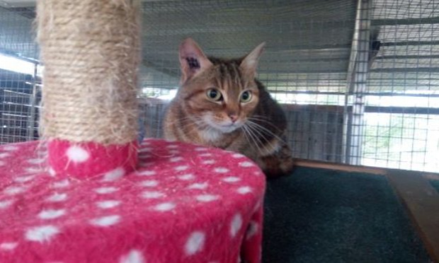 Petition : S.O.S CHATS DANS DES CLAPIERS