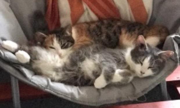 Petition : S.O.S CHATS DANS DES CLAPIERS