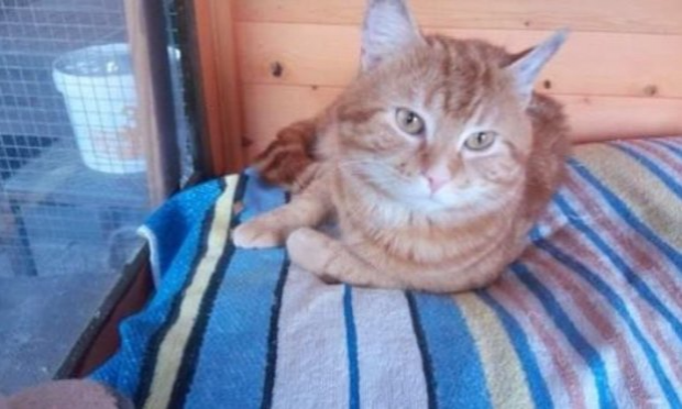 Petition : S.O.S CHATS DANS DES CLAPIERS