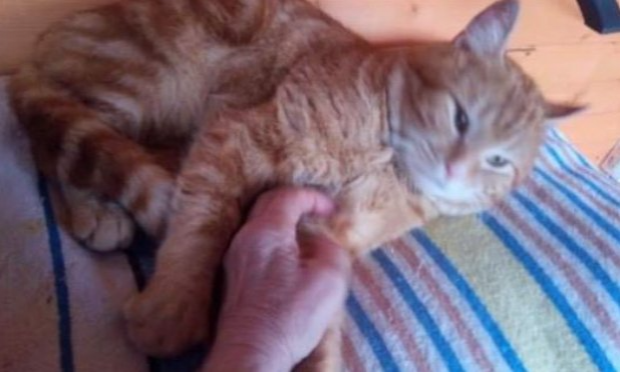 Petition : S.O.S CHATS DANS DES CLAPIERS