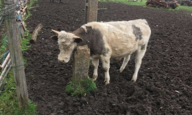 Petition : LA FERME DE L'HORREUR